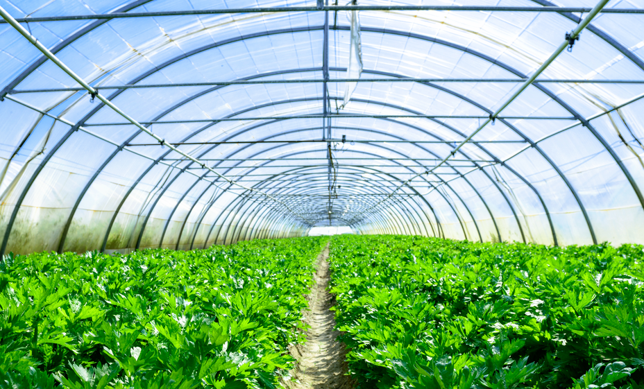 溫濕度變送器在蔬菜種植中如何控制濕度？