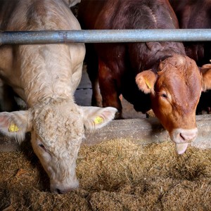 恒歌養(yǎng)殖溯源監(jiān)控系統(tǒng)高精度溫濕度變送器,智能畜牧養(yǎng)殖業(yè)環(huán)境監(jiān)控系統(tǒng)溫濕度解決方案